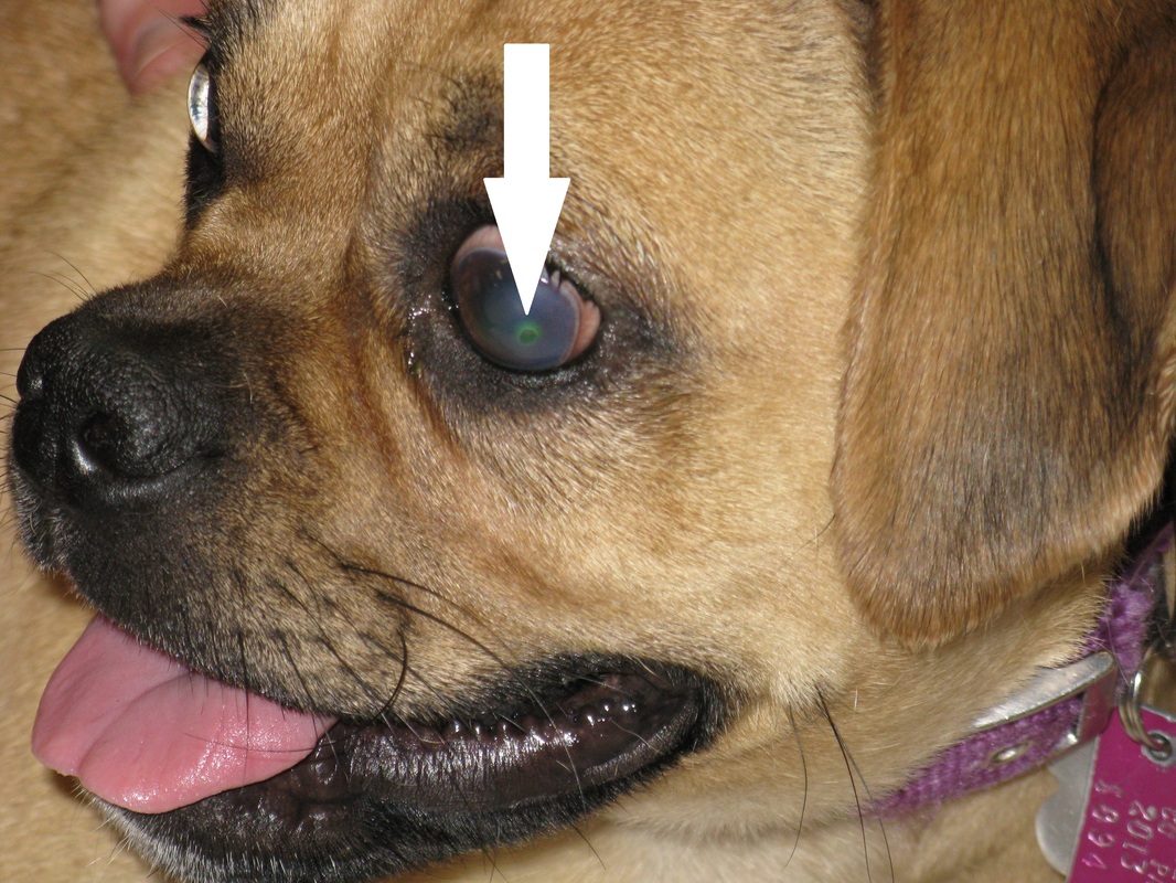 What Causes Eye Ulcers In Dogs